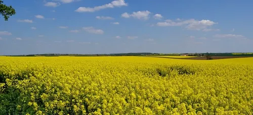 Châtillon-sur-Loire : Un champ de 1 000 m² incendié