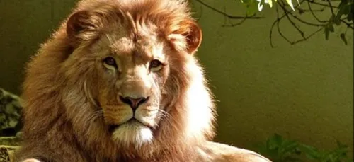 Ils partent chasser le rhinocéros, ils se font manger par des lions