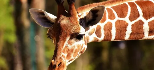 Les internautes choqués par une chasseuse, meurtrière d'une girafe...