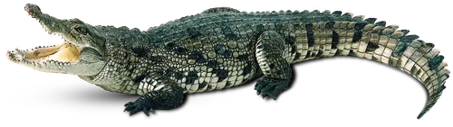 Un crocodile de 600 kg enfin capturé en Australie