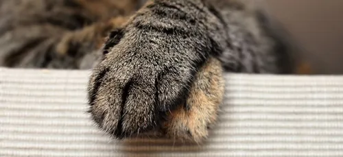 Un chat au visage étrangement humain divise Internet : mignon ou...