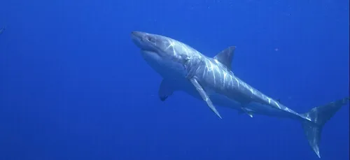 France : un requin surprend des nageurs
