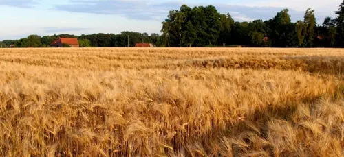 Pithiverais : 1 500 mètres carrés de chaumes partis en fumée