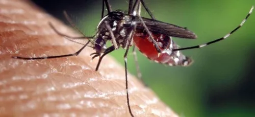 Maine-et-Loire : le maire prend un arrêté pour interdire les...