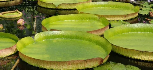 Elle tente de marcher sur un nénuphar géant…Mauvaise idée ! (vidéo)