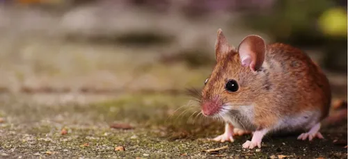 Loiret : des souris privent des habitants d’internet