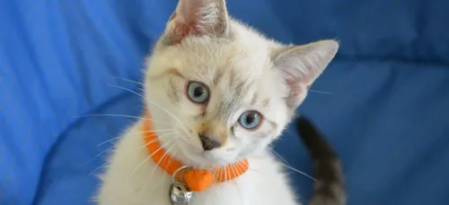Indre-et-Loire : des chats peints à la bombe de traçage