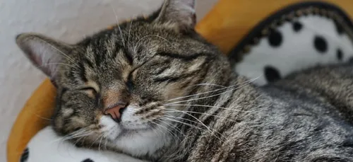 La SPA du Centre est accusée de mauvais traitements