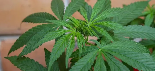 Loiret : plus d’une tonne de drogue découverte dans un hangar