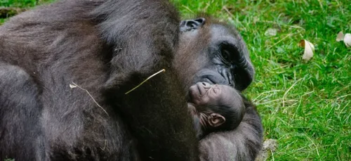 Un bébé gorille est né au ZooParc de Beauval ce week end