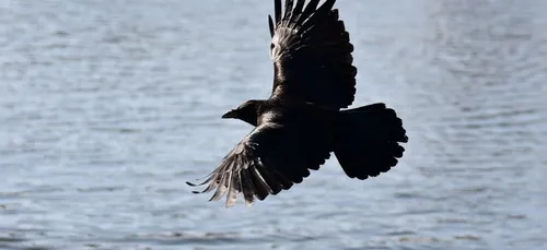 Illusion d’optique : cette photo représente-t-elle un chat ou un...