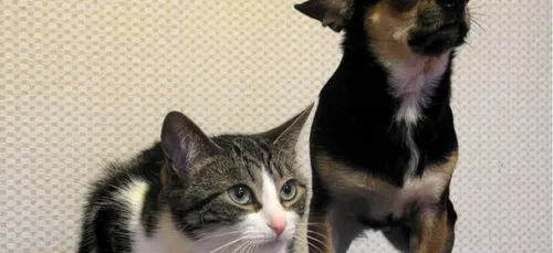 Loiret : bientôt un crématorium pour animaux domestiques ?