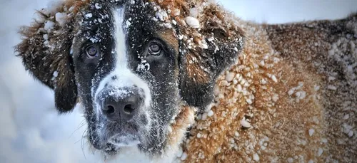 Ikea : des chiens errants trouvent refuge dans les décors du...