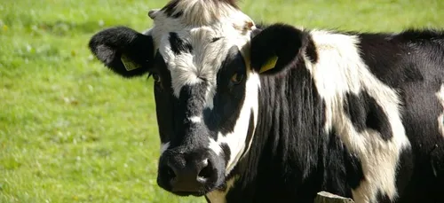 Cette vache géante devient une star sur les réseaux sociaux (Vidéo)