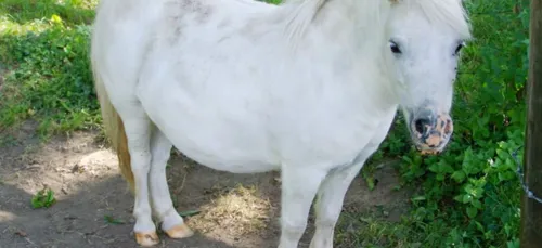 Indre-et-Loire : les pompiers ont sauvé un poney