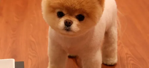 Qui était Boo, le chien aux 16 millions de fans, mort ce samedi ?...