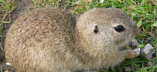 Des sousliks arrivent au Bioparc de Doué-la-Fontaine