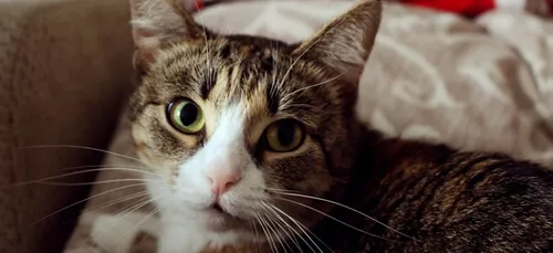 Saumur : la ville va aider les habitants pour stériliser leurs chats