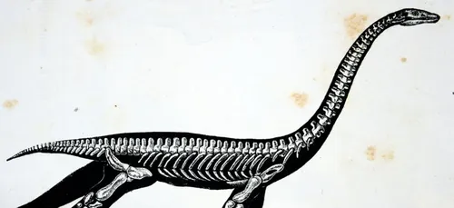 Muséum d’Angers : Vorax a besoin de nous pour prendre vie !