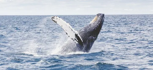 Une baleine avale un plongeur et le recrache…vivant (Vidéo)
