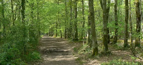 Loiret : un corps dénudé découvert en forêt