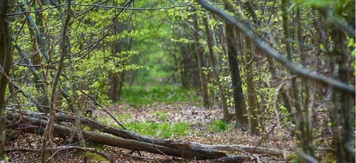 Amboise : deux corps et une voiture retrouvés calcinés dans un bois