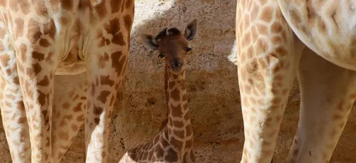 Doué-la-Fontaine : naissance d’un girafon au Bioparc