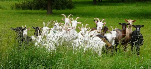 Sologne : une éleveuse de chèvres a besoin de vous pour un beau projet