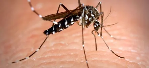 Le moustique tigre envahit nos régions   