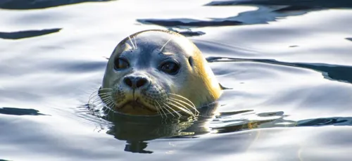 Anjou : un phoque sur la Loire