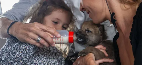 Loiret : partez à la rencontre des louveteaux, futures stars de cinéma