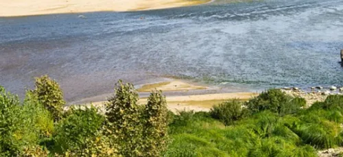 Centre-Val de Loire : un chien meurt à cause des cyanobactéries