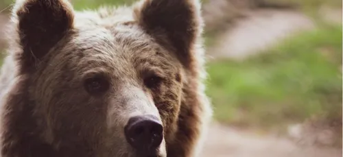 Le dresseur de l’ours Valentin dépose plainte contre une...