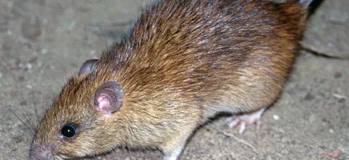 Un Loirétain contracte une maladie à cause de l’urine de rongeur