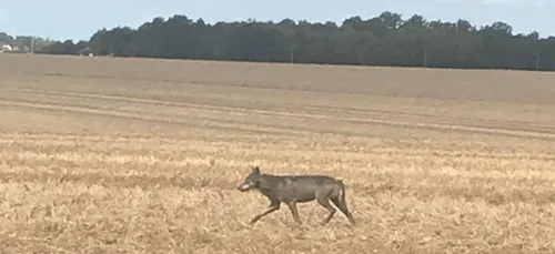Centre-Val de Loire : un loup photographié et identifié à...