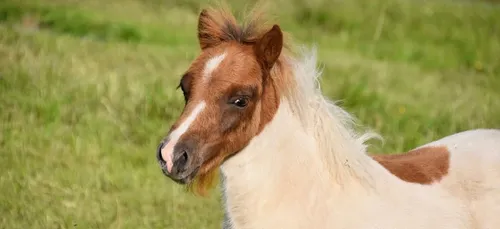 Une femme prend l'avion avec son poney en cabine (vidéo)