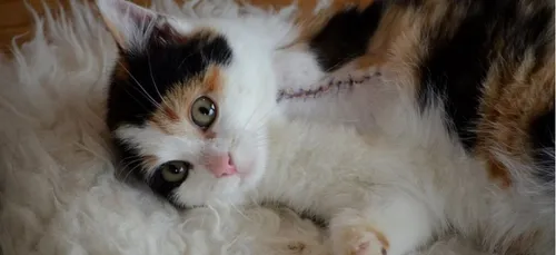 Loiret : un chat victime d’un tir volontaire a été amputé   