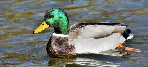 Après les chiens, les chats et les rats, voici le bar à canards...