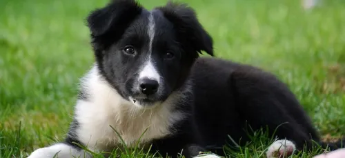 Un chiot de 4 mois abattu par un chasseur français car il aboyait...