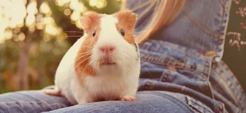 La glace au cochon d’Inde, le nouveau parfum tendance