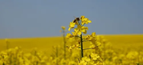 Agriculture : Les abeilles seraient plus efficaces que les pesticides