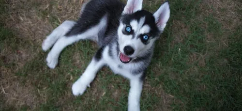 Indre-et-Loire : une chienne tuée par un éleveur, les propriétaires...