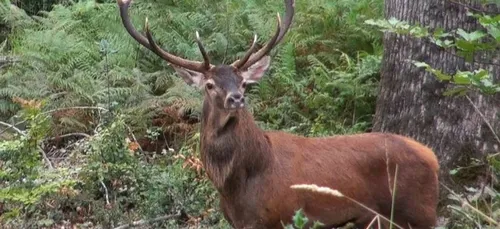 Indre-et-Loire : une femme dans un état grave après avoir percuté...