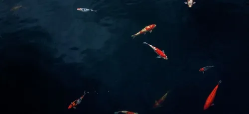 Ce poisson au visage humain devient viral sur la toile (vidéo)