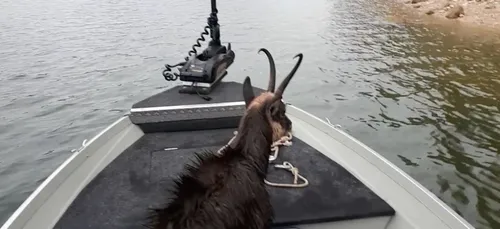 Un pêcheur français sauve un chamois de la noyade (vidéo)