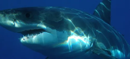 Il regagne la plage malgré son bras attaqué par un requin (photo)