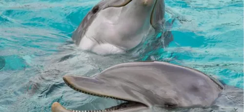 Le gouvernement adopte un plan de protection des cétacés