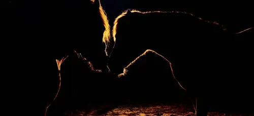 Loir-et-Cher : deux chevaux meurent dans un accident de la route