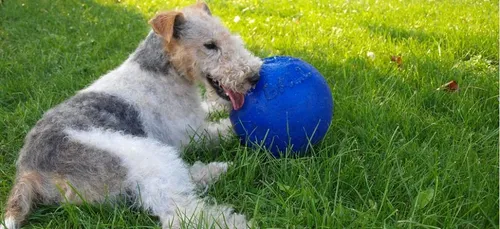 Un chien volé à Limoges retrouvé dans la Nièvre quelques mois plus...