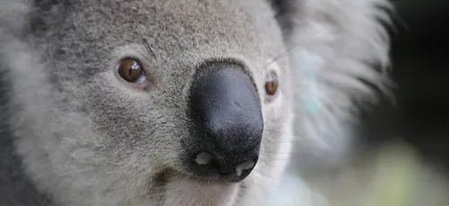 La planète au secours de l’Australie en flammes